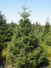 Serbian Spruce